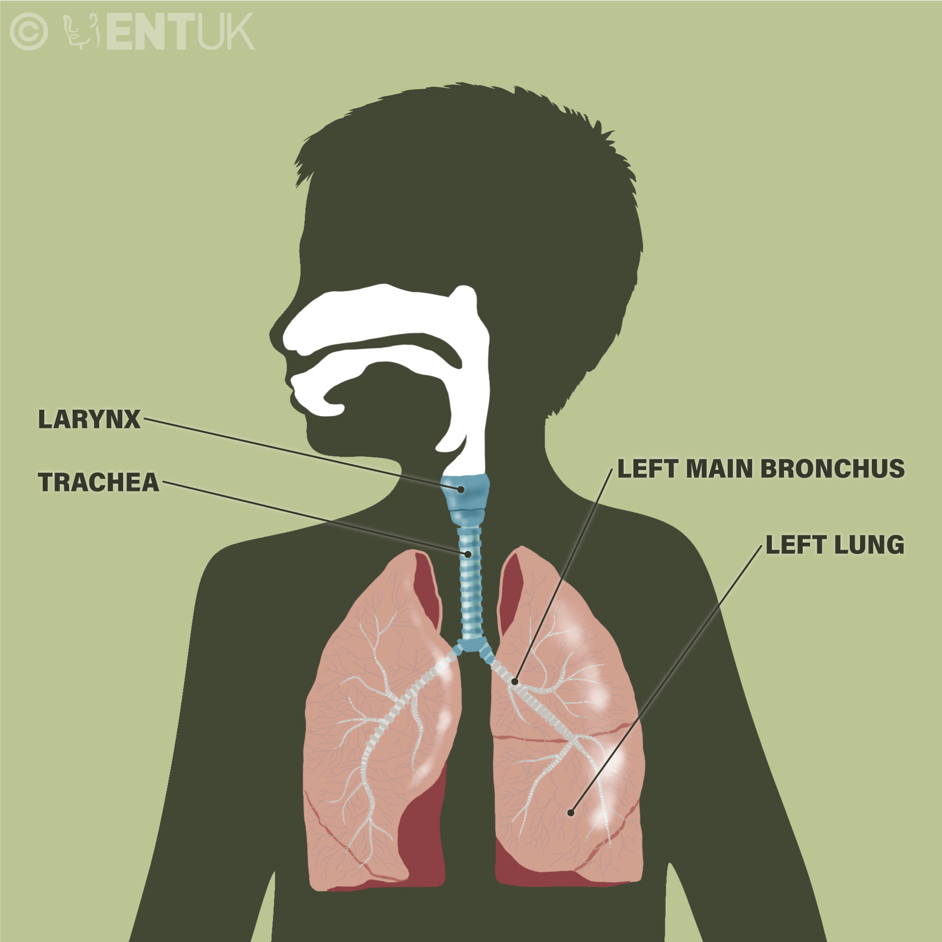 The main parts of the normal airway.