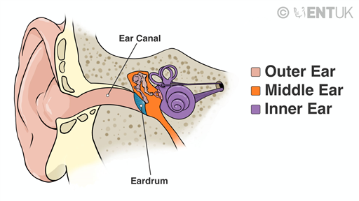 Outer ear infection or otitis externa